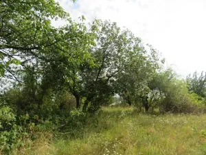 Dražba zahrady, Ploskovice, 23378 m2