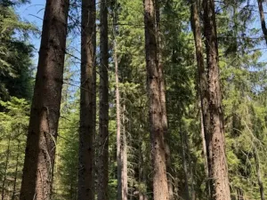 Prodej lesa, Ločenice, 11790 m2