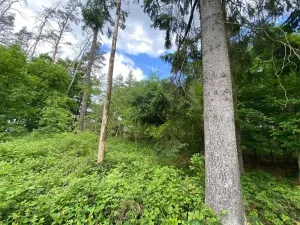 Dražba lesa, Blížejov, 4624 m2