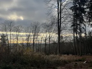 Prodej lesa, Petrovice II, 11117 m2