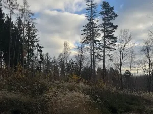 Prodej lesa, Petrovice II, 11117 m2