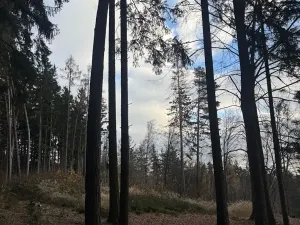 Prodej lesa, Petrovice II, 11117 m2