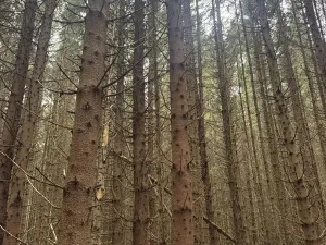 Prodej lesa, Dvory nad Lužnicí, 3483 m2