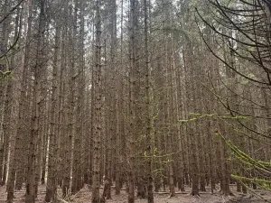 Prodej lesa, Dvory nad Lužnicí, 3483 m2