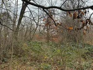 Prodej podílu lesa, Lesonice, 6189 m2