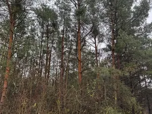 Prodej lesa, Budyně nad Ohří, 3677 m2