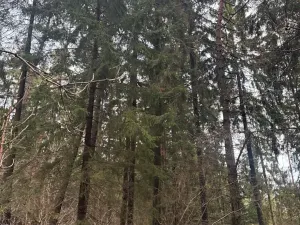 Prodej podílu lesa, Francova Lhota, 1929 m2