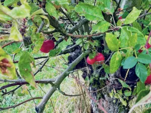 Prodej sadu/vinice, Červené Pečky, 13966 m2