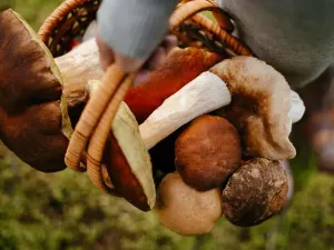 Prodej bytu 1+kk, Boží Dar, 33 m2