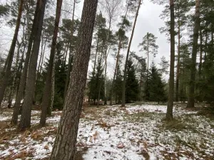 Prodej lesa, Veliny, 4517 m2