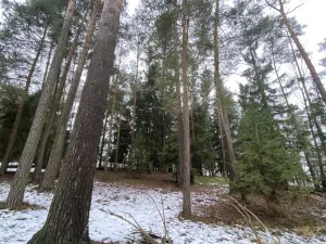 Prodej lesa, Veliny, 4517 m2