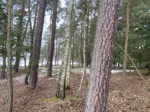 Prodej lesa, Veliny, 4517 m2