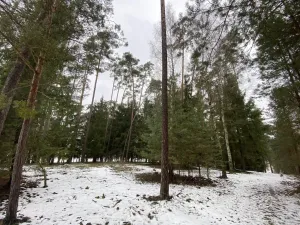 Prodej lesa, Veliny, 4517 m2