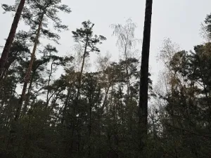 Prodej podílu lesa, Poříčany, 7349 m2