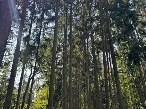 Prodej lesa, Bolehošť, 3558 m2