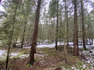 Prodej lesa, Veliny, 4431 m2