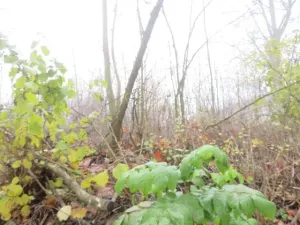 Dražba zahrady, Staré Město, 490 m2