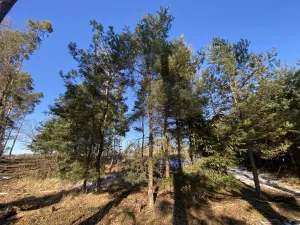 Prodej lesa, Veliny, 882 m2