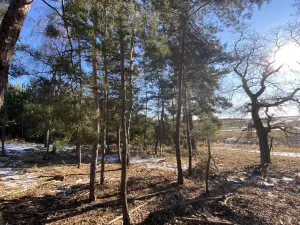 Prodej lesa, Veliny, 882 m2