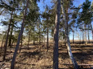 Prodej lesa, Veliny, 882 m2