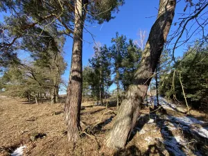 Prodej lesa, Veliny, 882 m2