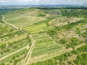 Prodej sadu/vinice, Pouzdřany, 1120 m2