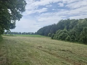 Prodej lesa, Paceřice, 4924 m2