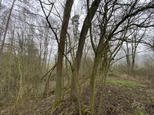 Prodej lesa, Městečko Trnávka - Lázy, 856 m2