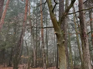 Prodej podílu lesa, Vlastec, 2339 m2