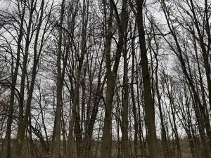 Prodej lesa, Čejkovice, 8895 m2