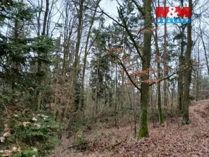 Prodej lesa, Krašlovice, 9178 m2