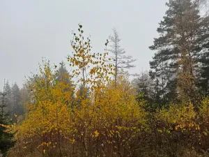 Prodej podílu lesa, Úboč, 4513 m2