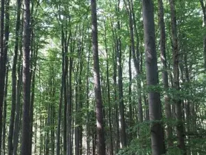 Prodej lesa, Vyskytná, 12390 m2