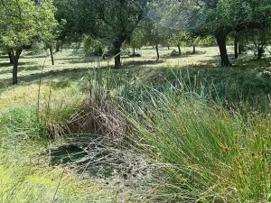 Prodej pozemku pro bydlení, Vlachovo Březí, 16463 m2