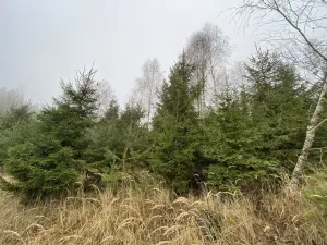 Prodej lesa, Městečko Trnávka - Lázy, 6313 m2