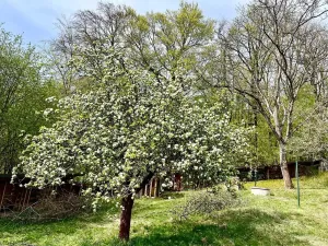 Pronájem rodinného domu, Velký Újezd, Za Obecním lesem, 80 m2