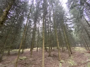 Prodej lesa, Městečko Trnávka - Lázy, 32904 m2