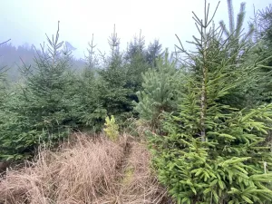 Prodej lesa, Městečko Trnávka - Lázy, 6313 m2