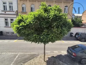 Pronájem bytu 1+kk, České Budějovice, Skuherského, 45 m2