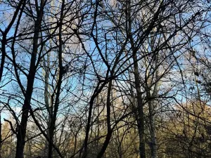 Prodej lesa, Poleň, 11901 m2