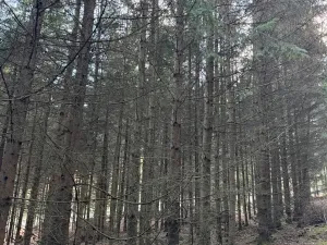 Prodej lesa, Poleň, 11901 m2