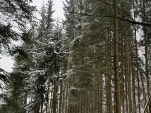 Prodej lesa, Velké Losiny, 7690 m2