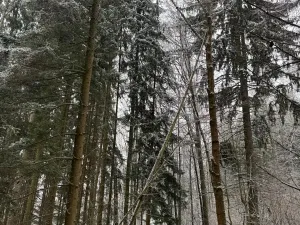 Prodej lesa, Velké Losiny, 7690 m2