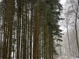 Prodej lesa, Velké Losiny, 7690 m2