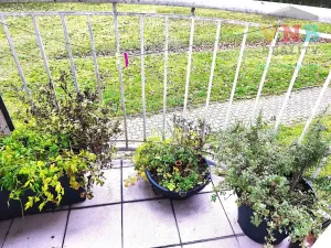 Prodej bytu 3+1, Olomouc, Handkeho, 92 m2