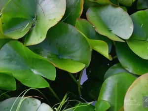 Prodej zahrady, Chlumec, 467 m2