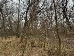 Prodej podílu lesa, Lesonice, 1518 m2