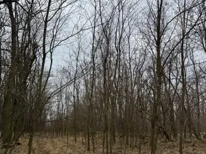 Prodej podílu lesa, Lesonice, 1518 m2