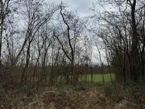 Prodej podílu lesa, Lesonice, 1518 m2