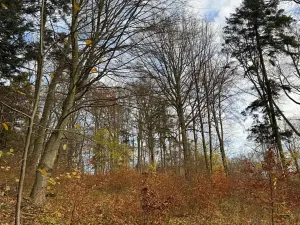 Prodej lesa, Ludmírov, 9585 m2